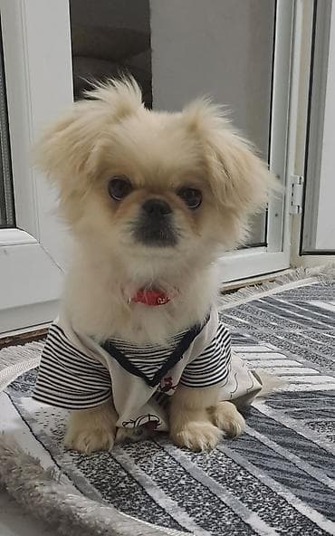 Pekines lalafo.az -da Pekines