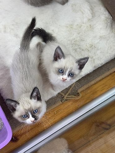 Siam lalafo.az -da Siam