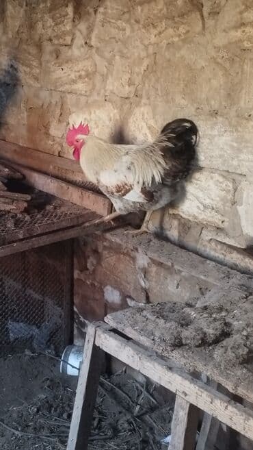 Xoruz 8-9 ayliq cavan xoruzdular ededi 25 manat. mastagadadi. isteyen lalafo.az -da Xoruz 8-9 ayliq cavan xoruzdular ededi 25 manat. mastagadadi. isteyen