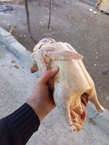 Salam Gəncədə lal ördək satılır diri çəki ə kilo 10 manat təmiz əti lalafo.az -da Salam Gəncədə lal ördək satılır diri çəki ə kilo 10 manat təmiz əti