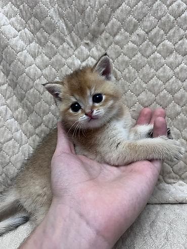 Britaniya qızılı kölgə (golden shaded) pişiyinin balası - Yaş: çox lalafo.az -da Britaniya qızılı kölgə (golden shaded) pişiyinin balası - Yaş: çox