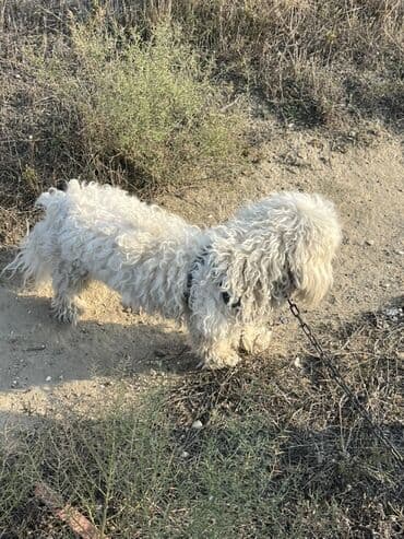Pudel, Erkek, Peyvəndli lalafo.az -da Pudel, Erkek, Peyvəndli
