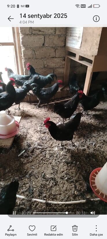 Avastloroq toyuqları 6 ayına keçib 60 ədədi unvan binə Təsvir: - lalafo.az -da Avastloroq toyuqları 6 ayına keçib 60 ədədi unvan binə Təsvir: -