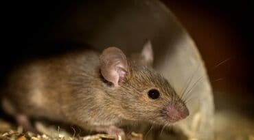 Urdulu Matmazel Mış Satılır (1-3 manata) (siyir gözəllik) 😍 lalafo.az -da Urdulu Matmazel Mış Satılır (1-3 manata) (siyir gözəllik) 😍