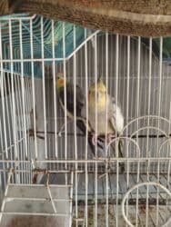 Başlıq: Papuqaylar satılır – qəfəs qarışıq, yanında yem də verilir lalafo.az -da — 3 Başlıq: Papuqaylar satılır – qəfəs qarışıq, yanında yem də verilir — 3