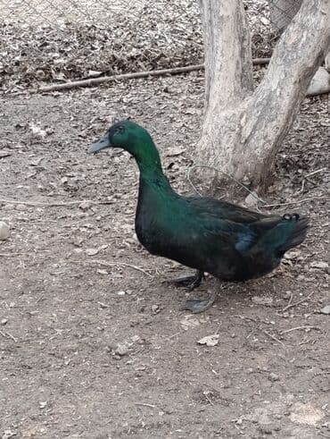 Great Wall: Kayuqa erkəkdi disi yoxdu deye satiram Məhsul: Qara ördək (şəffaf lalafo.az -da — 2 Great Wall: Kayuqa erkəkdi disi yoxdu deye satiram Məhsul: Qara ördək (şəffaf — 2