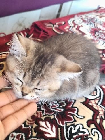 Şotland, Dişi, Ünvandan götürmə lalafo.az -da Şotland, Dişi, Ünvandan götürmə