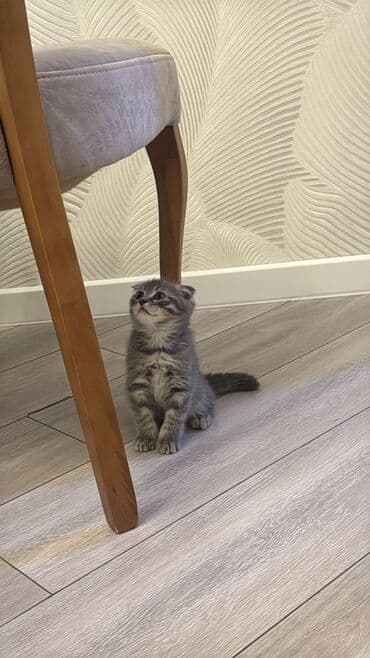 Şotland yastı qulaq lalafo.az -da Şotland yastı qulaq