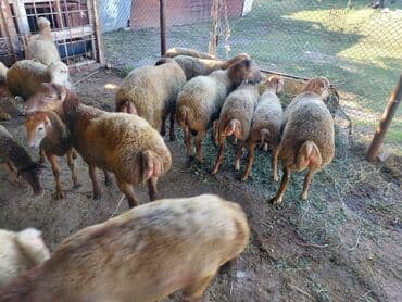 15 quzu 9 erkek 6 disi bordag 9 manad diri ceksi satlr 0508895898 lalafo.az -da 15 quzu 9 erkek 6 disi bordag 9 manad diri ceksi satlr 0508895898