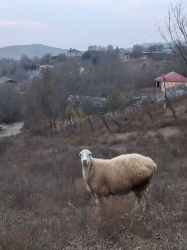 Super 2baş şişeydi bogazdi 2side təcili satilir. 070 744 57 64 lalafo.az -da — 4 Super 2baş şişeydi bogazdi 2side təcili satilir. 070 744 57 64 — 4