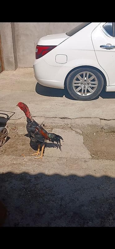Salam olsun heyrati türk cinsidir temiz saglamdir doyusune soz yoxdu lalafo.az -da Salam olsun heyrati türk cinsidir temiz saglamdir doyusune soz yoxdu