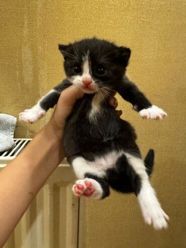 Erkək, Dişi, Yaxşı əllərə, Pulsuz çatdırılma, Ünvandan götürmə lalafo.az -da Erkək, Dişi, Yaxşı əllərə, Pulsuz çatdırılma, Ünvandan götürmə