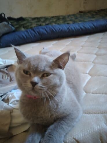 Britan, Dişi lalafo.az -da Britan, Dişi