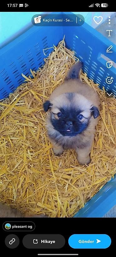 Pekines, Peyvəndli lalafo.az -da Pekines, Peyvəndli