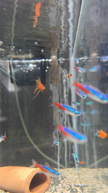 Balıqlar: Neon balığı, Sülhsevər, Pulsuz çatdırılma, Ünvandan götürmə lalafo.az -da — 2 Balıqlar: Neon balığı, Sülhsevər, Pulsuz çatdırılma, Ünvandan götürmə — 2