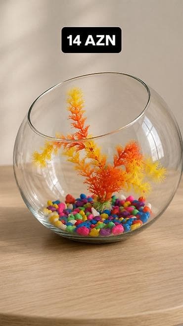 Şüşə akvarium qabı 3 litir – dekorativ dəst - Material: şəffaf, qalın at lalafo.az Şüşə akvarium qabı 3 litir – dekorativ dəst - Material: şəffaf, qalın