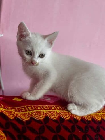 Dişi, Yaxşı əllərə lalafo.az -da Dişi, Yaxşı əllərə