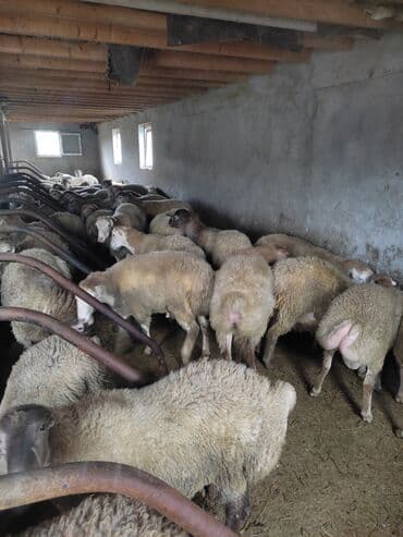 Erkək, il: 1, Ətlik lalafo.az -da Erkək, il: 1, Ətlik