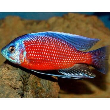 Cixlid balığı lalafo.az -da Cixlid balığı