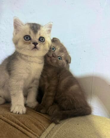 Britan, Yaxşı əllərə, Ödənişli çatdırılma, Ünvandan götürmə lalafo.az -da Britan, Yaxşı əllərə, Ödənişli çatdırılma, Ünvandan götürmə