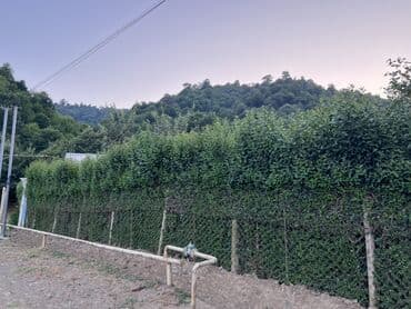 Yaşıl canlı çəpər – Ligustrum (Privet) kolları - Məhsul lalafo.az -da Yaşıl canlı çəpər – Ligustrum (Privet) kolları - Məhsul