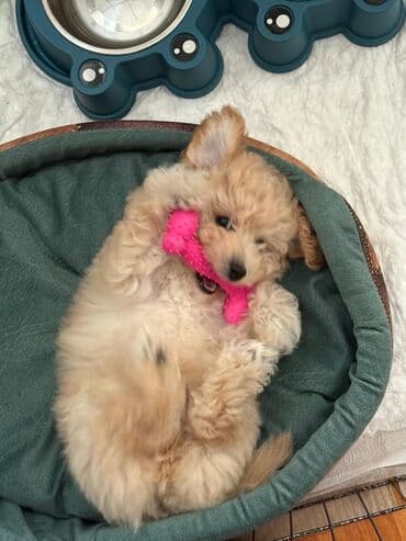 4 ay, Dişi, Peyvəndli lalafo.az -da 4 ay, Dişi, Peyvəndli