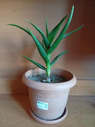 Aloe Vera bitkisi. Bitki, tipik qalın, ətli yaşıl yarpaqları ilə at lalafo.az Aloe Vera bitkisi. Bitki, tipik qalın, ətli yaşıl yarpaqları ilə
