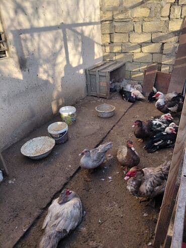 Satır xoruzfərə ətdik əlaqə nömrəsi:070-902-12-82 lalafo.az -da Satır xoruzfərə ətdik əlaqə nömrəsi:070-902-12-82