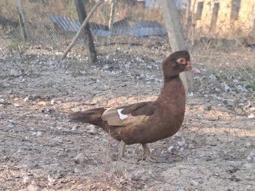 Варенье: Lal ördəklər satılır qiymət saya və cinsinə görə dəyişir at lalafo.az — 20 Варенье: Lal ördəklər satılır qiymət saya və cinsinə görə dəyişir — 20