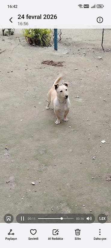 8 ay, Dişi, Peyvəndli, Ödənişli çatdırılma lalafo.az -da 8 ay, Dişi, Peyvəndli, Ödənişli çatdırılma