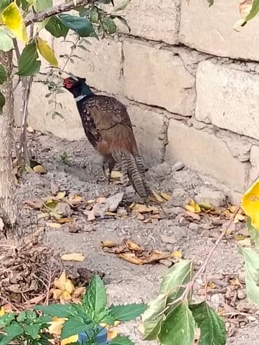 Erkek bu ilki Rumun qrqovullari satılır və ya bu ilki fere qrqovullari lalafo.az -da Erkek bu ilki Rumun qrqovullari satılır və ya bu ilki fere qrqovullari
