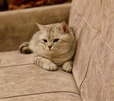 Şinşilla, Erkək, Cütləşmə üçün lalafo.az -da Şinşilla, Erkək, Cütləşmə üçün