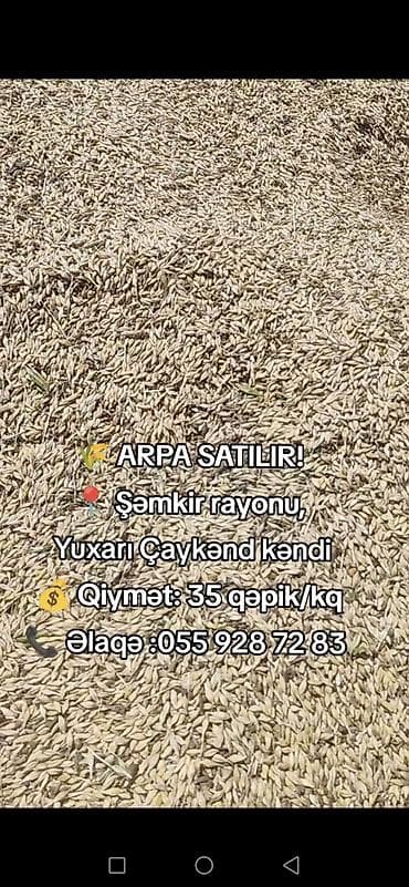 Arpa satılır yaxşı arpadı Şəmkir rayonu Yuxarı Çaykənd kəndində lalafo.az -da Arpa satılır yaxşı arpadı Şəmkir rayonu Yuxarı Çaykənd kəndində