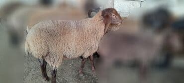 Qoyun – ət və yun istiqamətli - Cins: ehtimalən yerli qaragöz/qarabaş lalafo.az -da Qoyun – ət və yun istiqamətli - Cins: ehtimalən yerli qaragöz/qarabaş