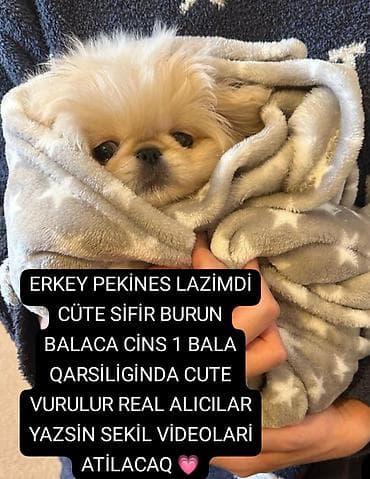 ERKEY pekines axtarılır ‼️‼️‼️‼️‼️‼️ Sifr burun erkey artırılır təmiz lalafo.az -da ERKEY pekines axtarılır ‼️‼️‼️‼️‼️‼️ Sifr burun erkey artırılır təmiz