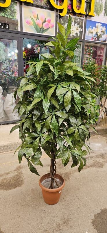 Другие растения: 90 man baslayan qiymetler yagisa gunese davamli suni agaclar at lalafo.az — 10 Другие растения: 90 man baslayan qiymetler yagisa gunese davamli suni agaclar — 10