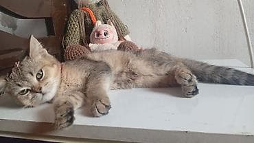 Şotland, Dişi lalafo.az -da Şotland, Dişi