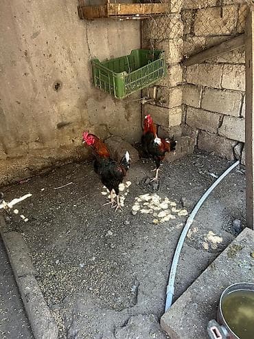 Məhsul: Qırmızı-qara rəngli erkək toyuqlar (xoruzlar) Təsvir: - lalafo.az -da Məhsul: Qırmızı-qara rəngli erkək toyuqlar (xoruzlar) Təsvir: -