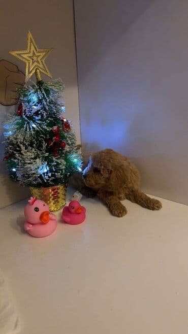 Pudel, 2 ay lalafo.az -da Pudel, 2 ay