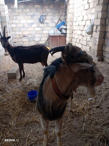 Alpin keçisi satılır əlaqə nömrəsi +994 55 679 76 30 lalafo.az -da Alpin keçisi satılır əlaqə nömrəsi +994 55 679 76 30