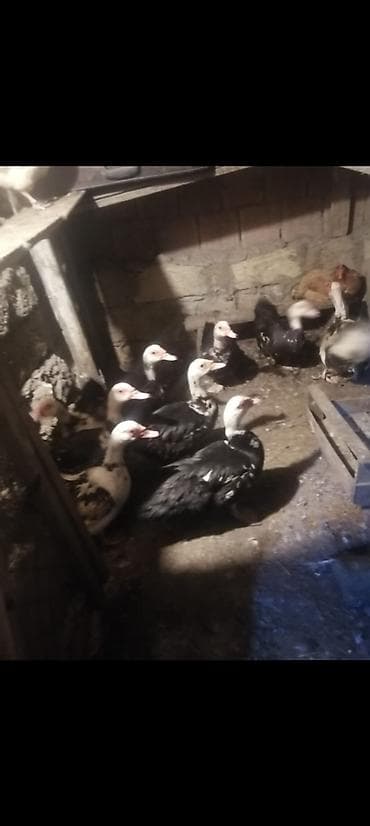 9 Boyuk Heyvan 20 eded Bir Ayliq Bala Analari ile Sap saglam Baxanda lalafo.az -da 9 Boyuk Heyvan 20 eded Bir Ayliq Bala Analari ile Sap saglam Baxanda