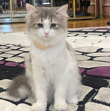 Uzun tüklü, yumşaq xəzdən ibarət ev pişiyi. Rəngi ağ və boz tonlarının lalafo.az -da Uzun tüklü, yumşaq xəzdən ibarət ev pişiyi. Rəngi ağ və boz tonlarının