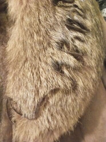 Palto, L, rəng - Qəhvəyi lalafo.az -da Palto, L, rəng - Qəhvəyi