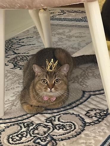 Məhsul: Pişik şotlantdi lalafo.az -da Məhsul: Pişik şotlantdi