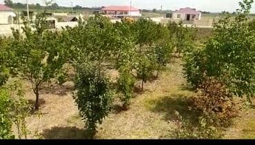 24 sot, Tikinti, Mülkiyyətçi, Kupça (Çıxarış) lalafo.az -da 24 sot, Tikinti, Mülkiyyətçi, Kupça (Çıxarış)