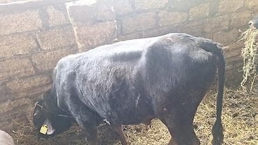 Saxlanmali mallardi ancaq cacap 0505314161 lalafo.az -da Saxlanmali mallardi ancaq cacap 0505314161