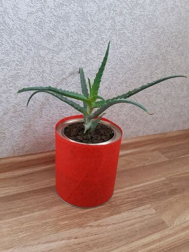 Əzvay bitkisi. (aloe) Müalicəvidi lalafo.az -da Əzvay bitkisi. (aloe) Müalicəvidi