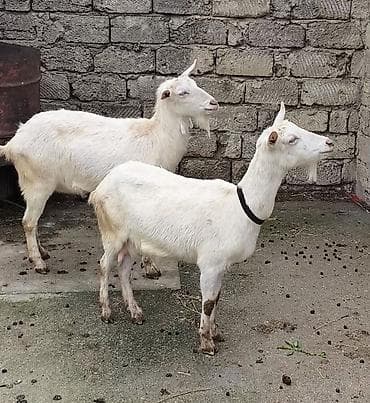 Təmiz orginal Sanilər biri ikinci qarına balallyıb yekə olanda 1 ci lalafo.az -da Təmiz orginal Sanilər biri ikinci qarına balallyıb yekə olanda 1 ci
