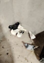 Satilir. Tam saglam heyvanlardi tergidilir 7si 25m son qiymet istiyen lalafo.az -da Satilir. Tam saglam heyvanlardi tergidilir 7si 25m son qiymet istiyen