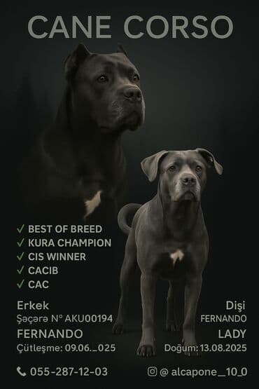 Kane-Korso, 2 ay, Ünvandan götürmə lalafo.az -da Kane-Korso, 2 ay, Ünvandan götürmə